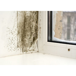 Czyszczenie balkonu z grzybów