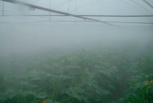 Greenhouses