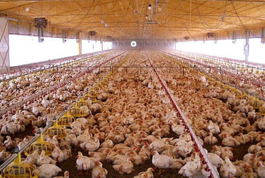 Fog cooling systems in animal husbandry, pig farms, cowsheds, poultry farms