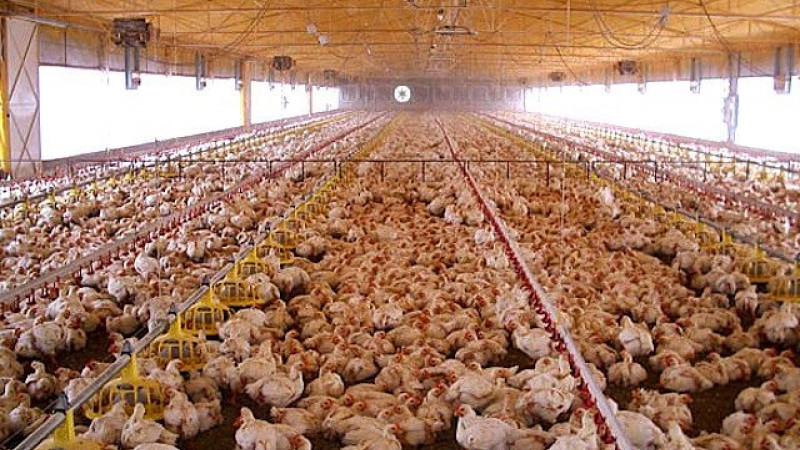 Mistkoelsystemen in de veehouderij, varkensbedrijven, koeienboerderijen, pluimveebedrijven