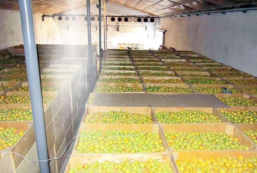 Pour le stockage des légumes et des fruits dans les entrepôts et les réfrigérateurs industriels
