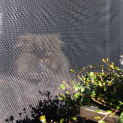 Elastyczna moskitiera o wysokiej odporności dla kotów