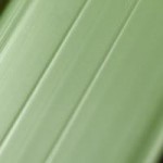 Verde - pvc 